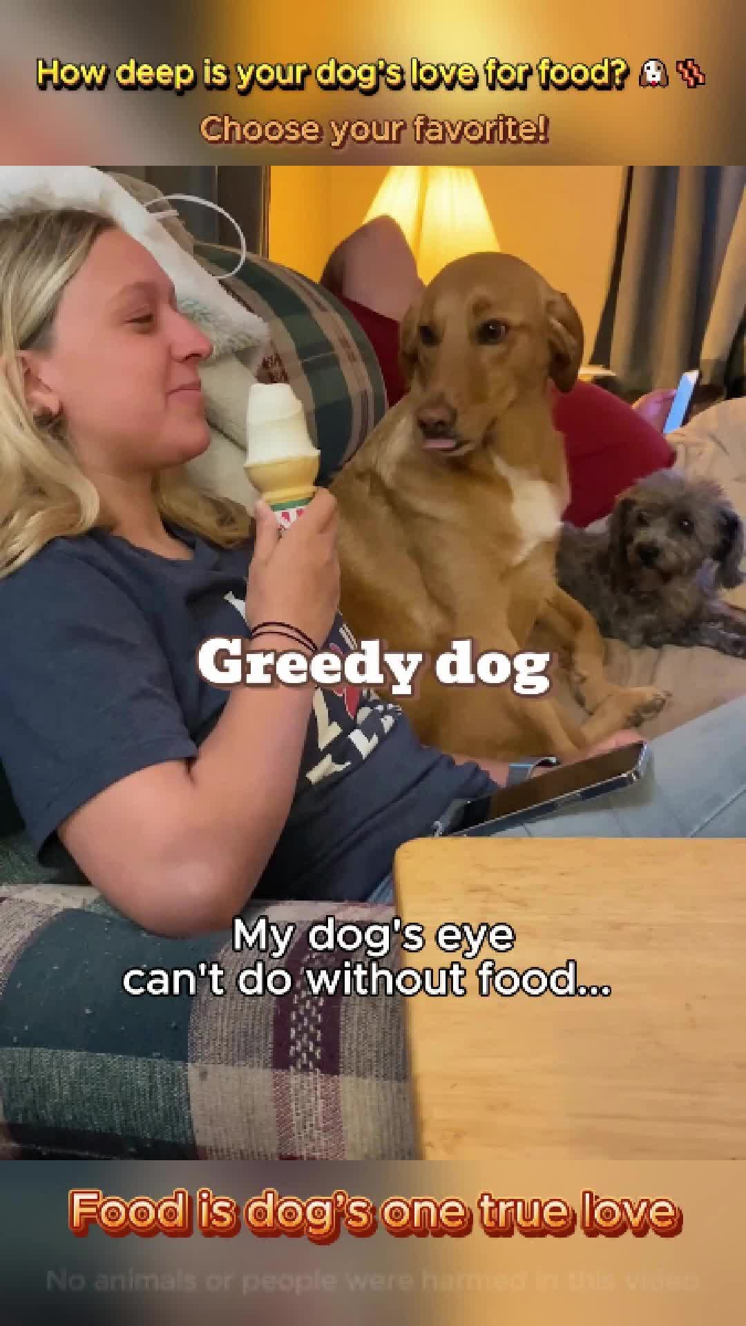 @pet.funny799