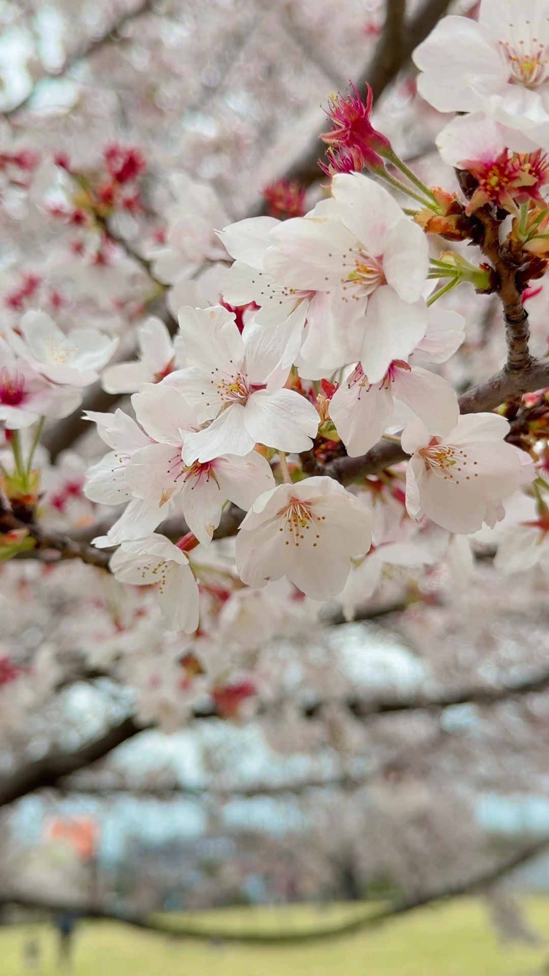 @NihonVoyages