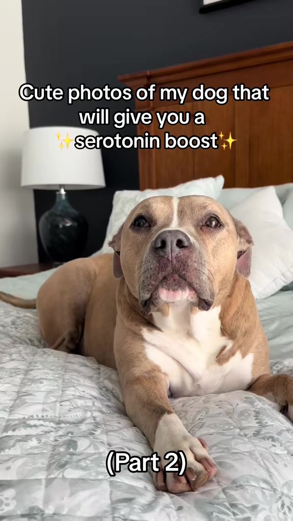 @Indie.pittie