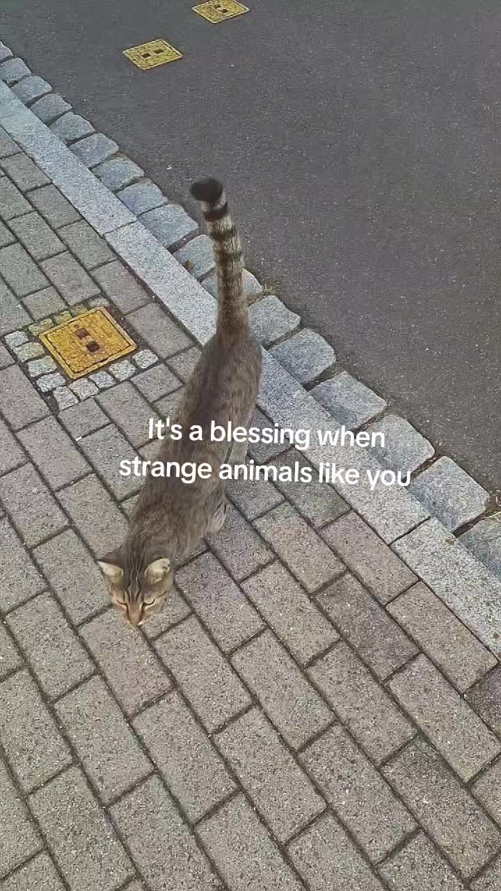 @𝓜-𝓐