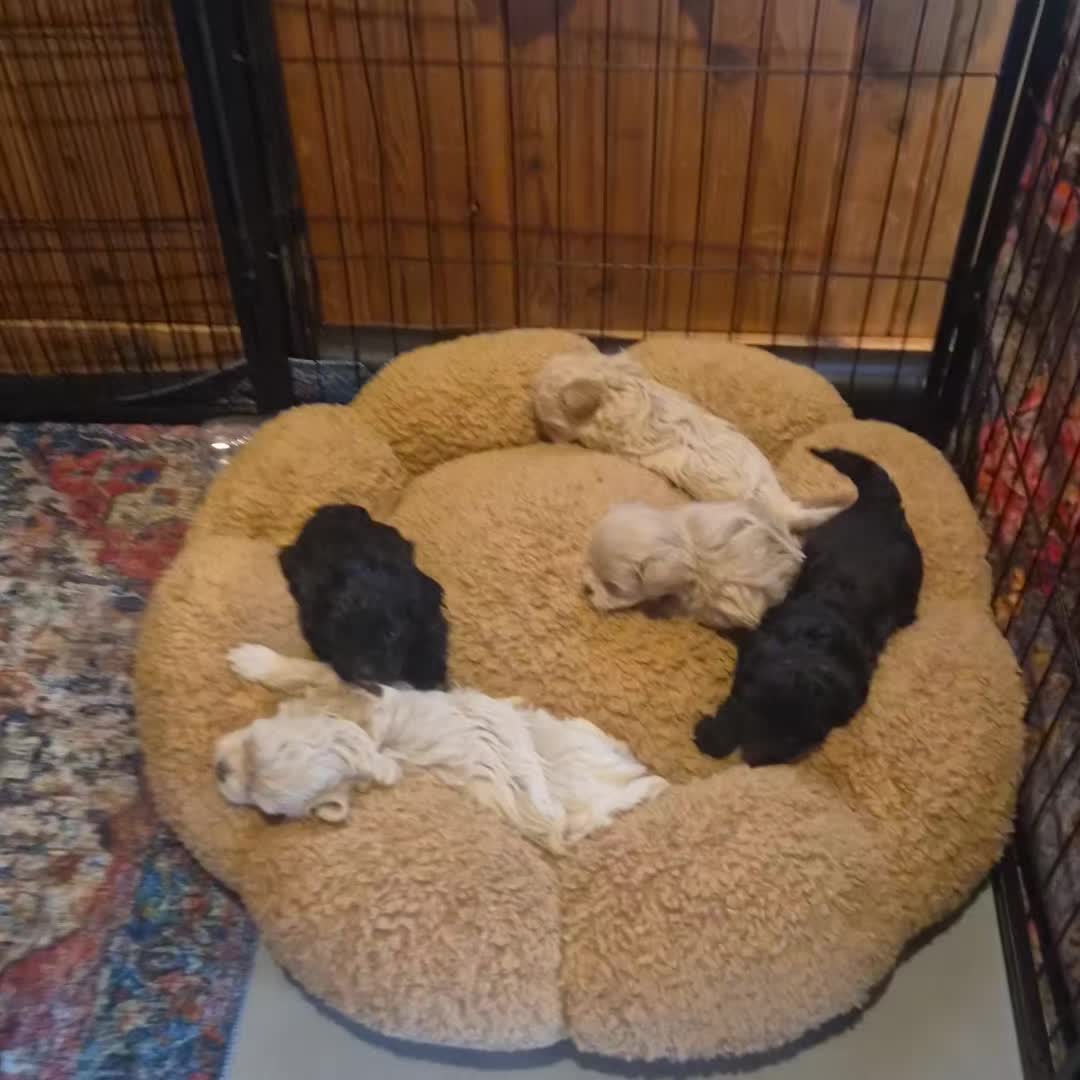 @Barb's Precious Pups