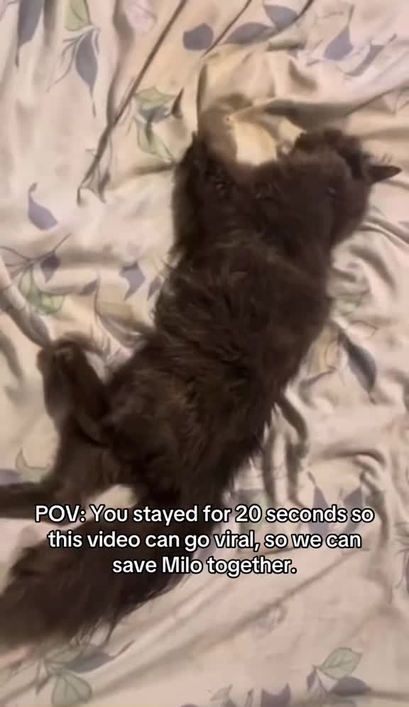 @Milo the Cat 🐾