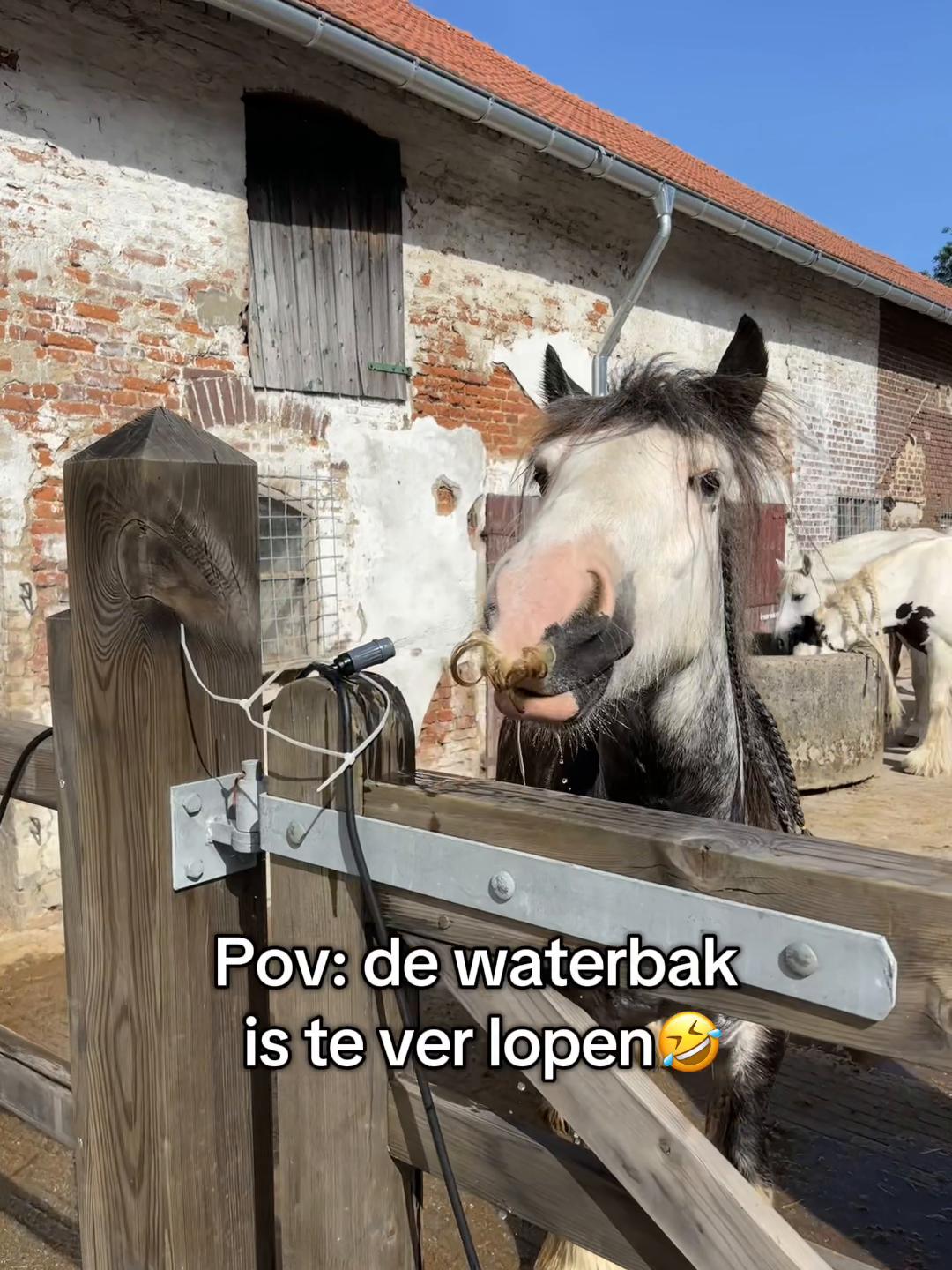 @Syrche Cordewener