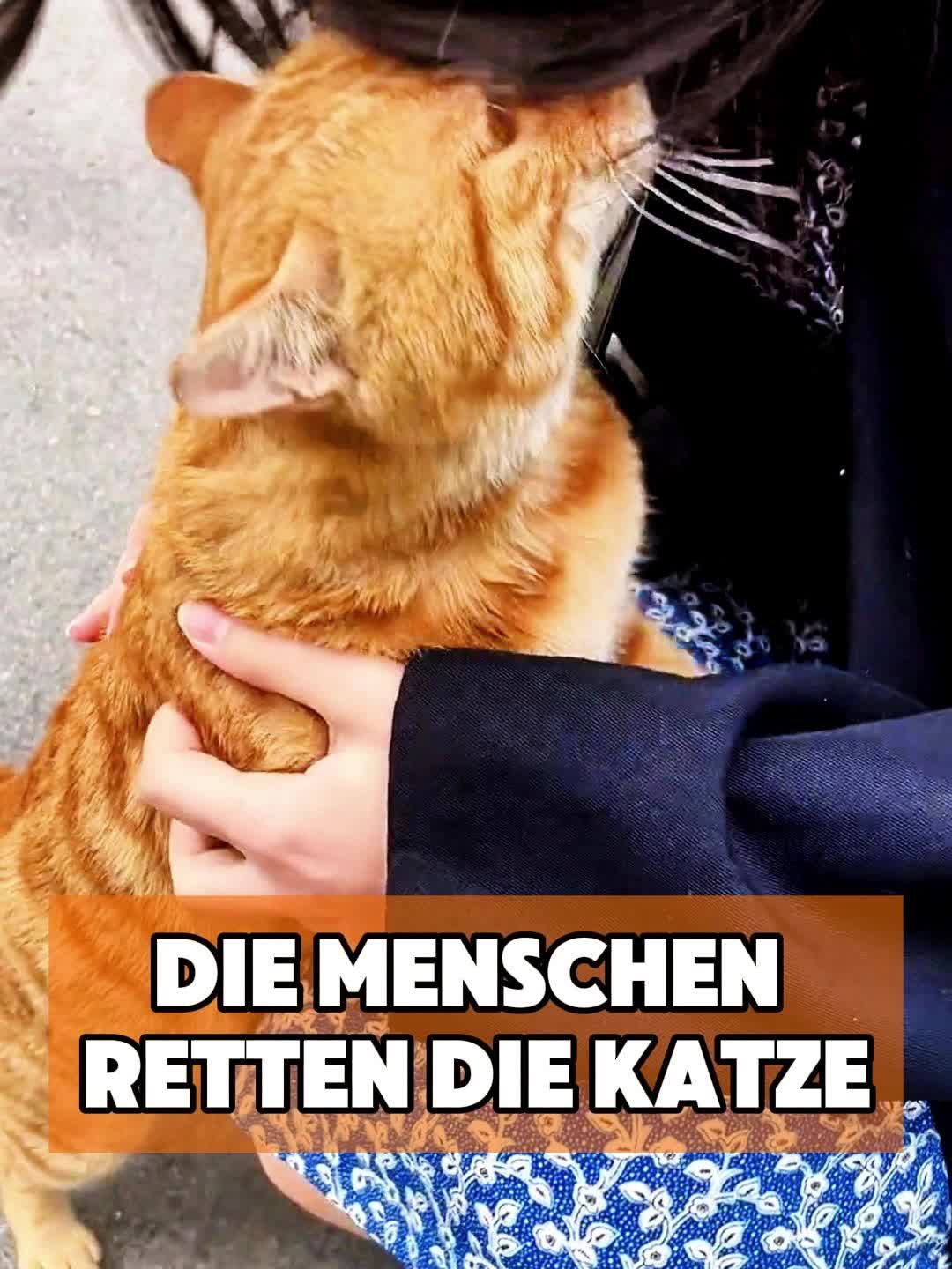@toto_tier