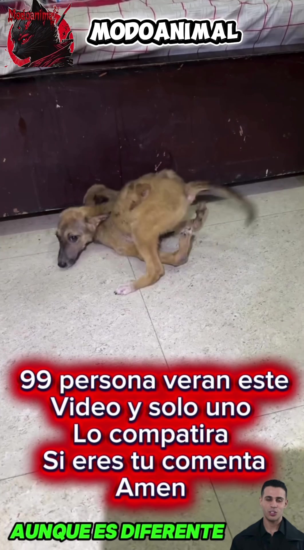 @Modoanimal