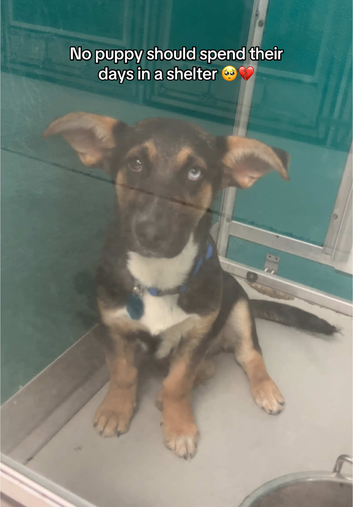 @Kayla Winrow | TheDogMother