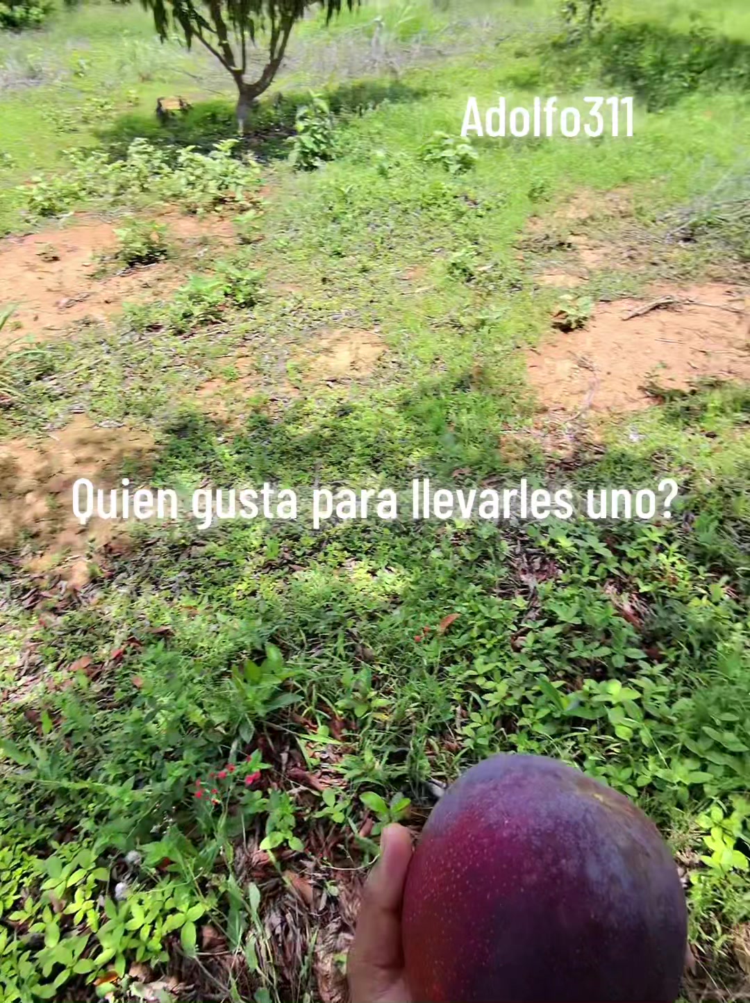 @ADOLFO311
