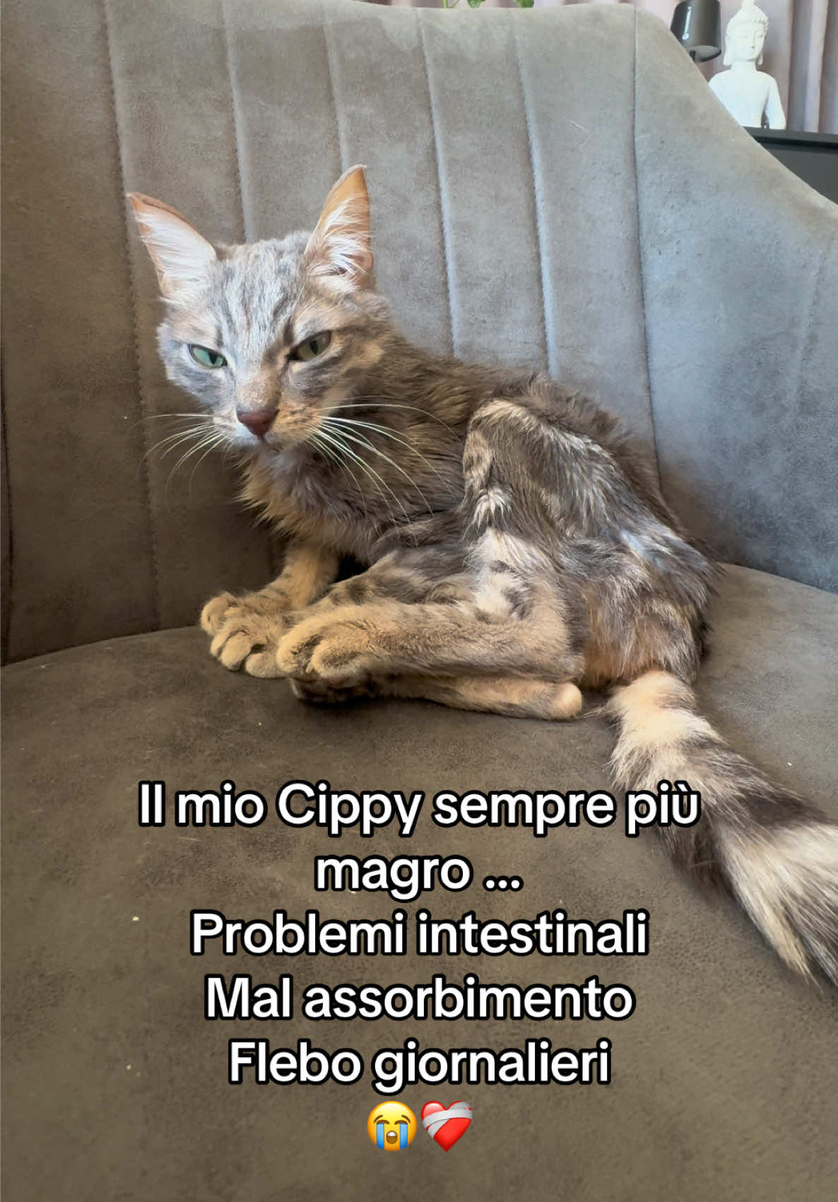 @Cippy & Romeo-a🤣