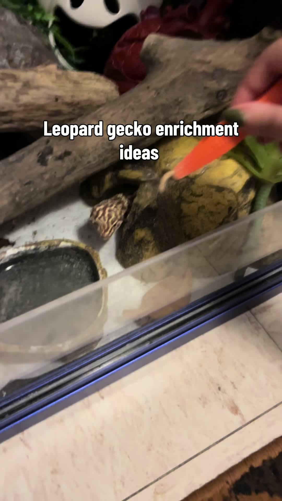 @Mika🦎