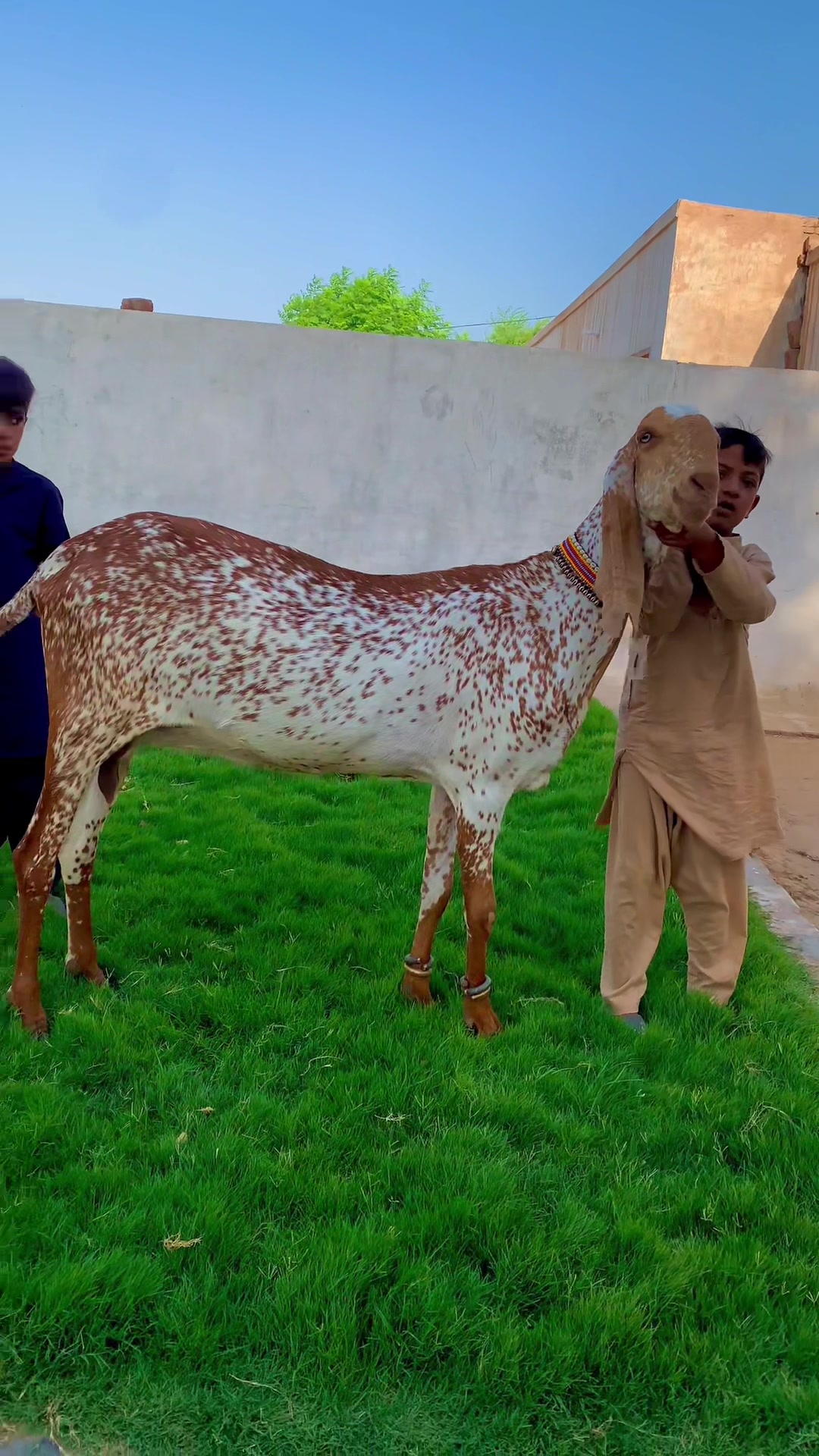 @Ayyan goat