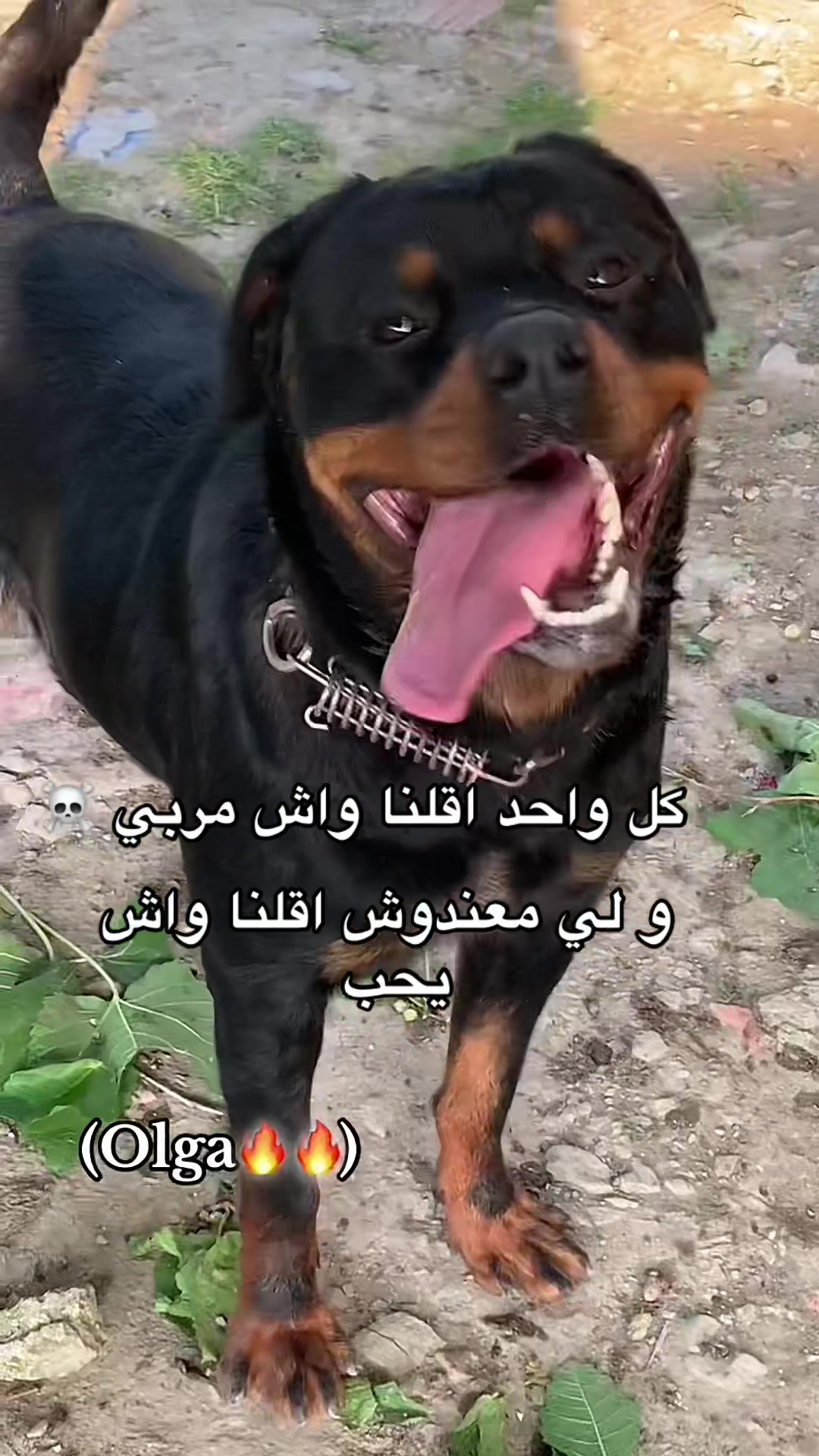 @Chakib Krake