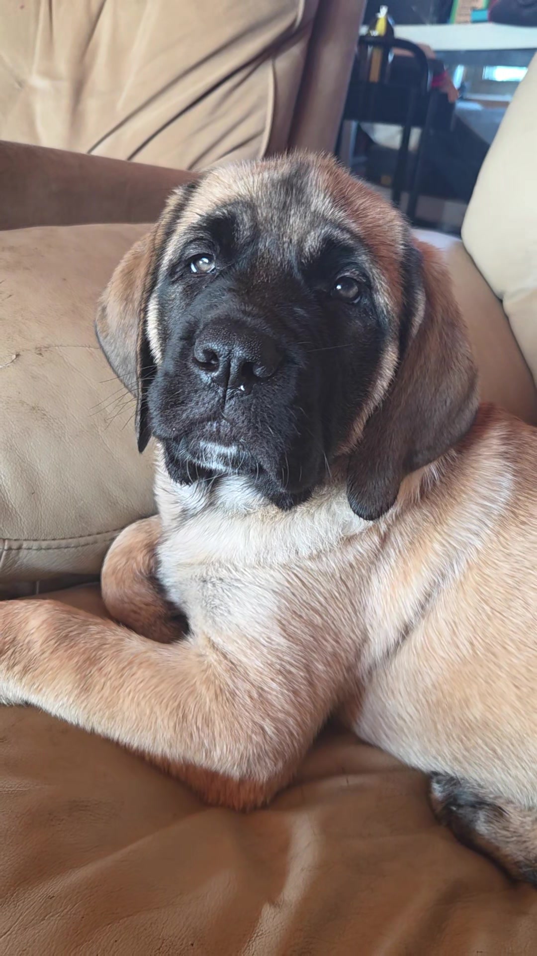 @Maple Mastiffs