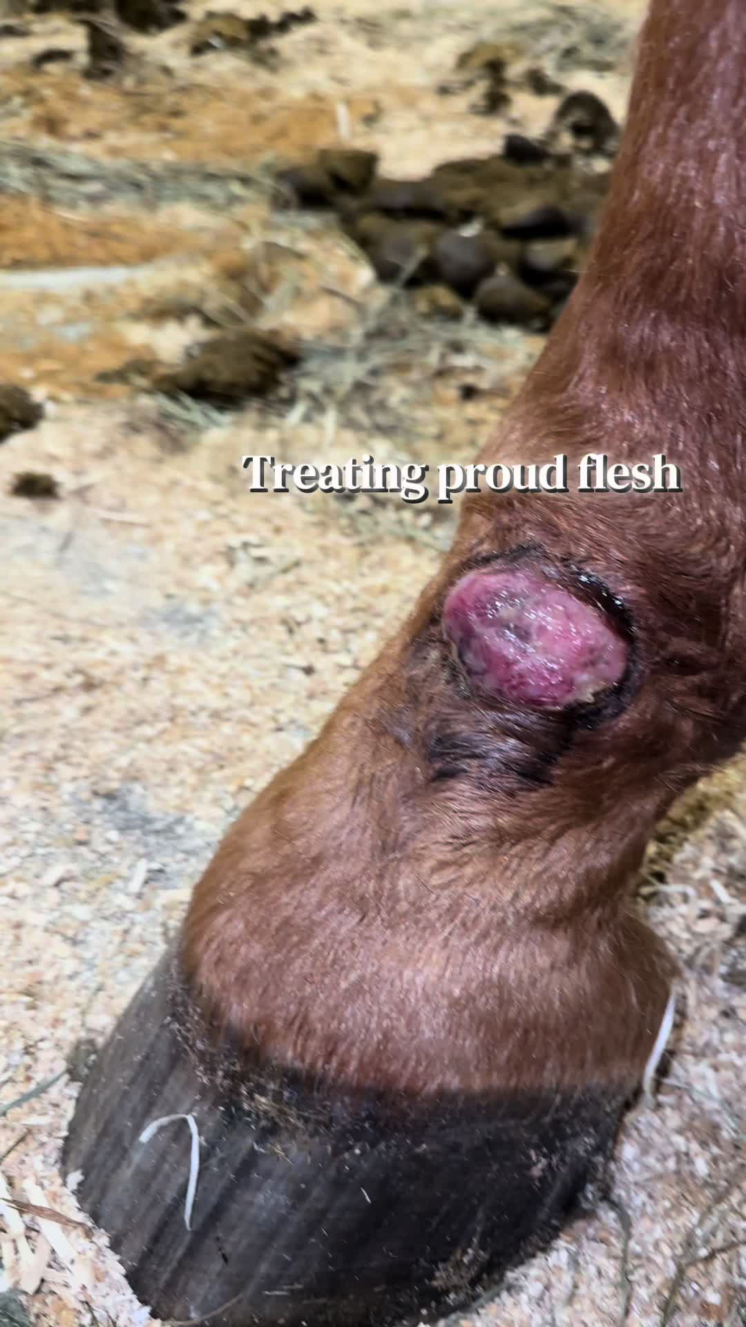 @Spirithorsecentermn