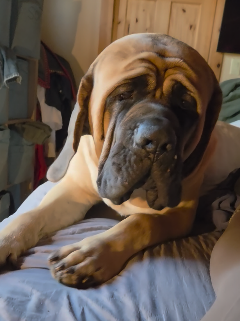 @Maple Mastiffs