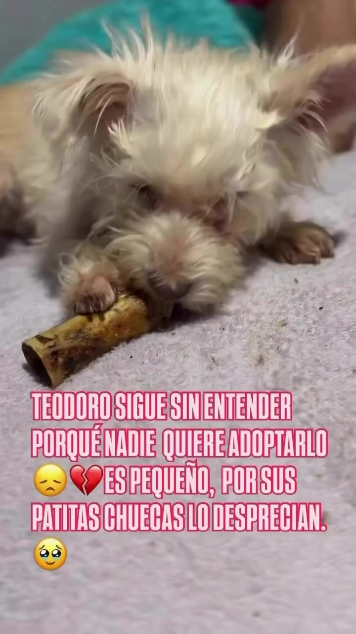 @AdoptaunAngel