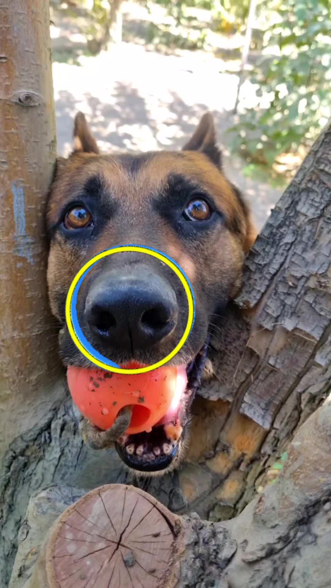 @germansheperd.Rexi