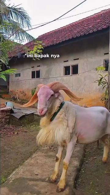 @BUNGSU