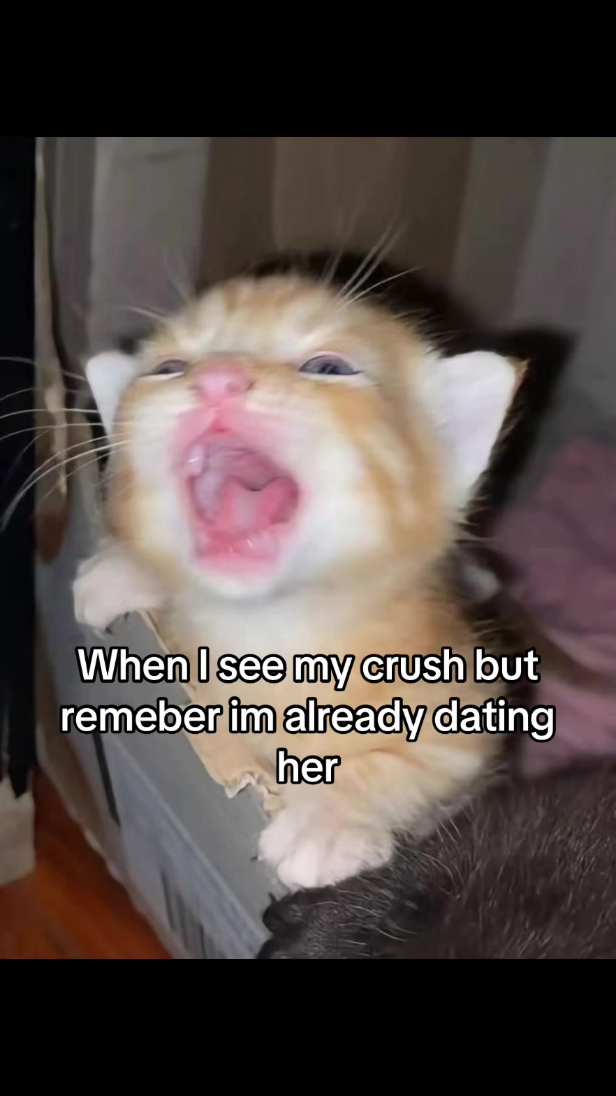 @LavanderCat