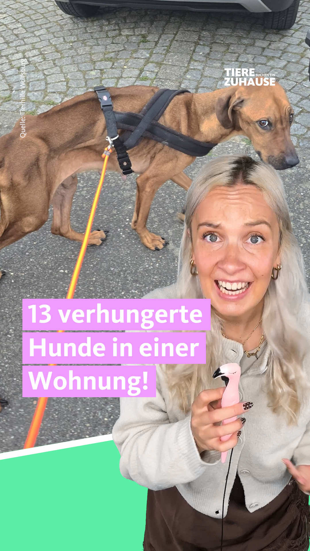 @Tiere suchen ein Zuhause