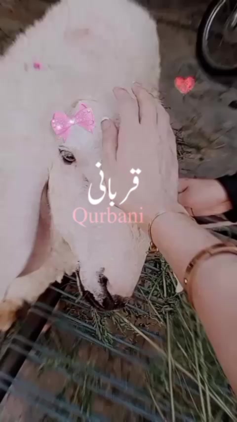 @سیاہ بخت 🥀