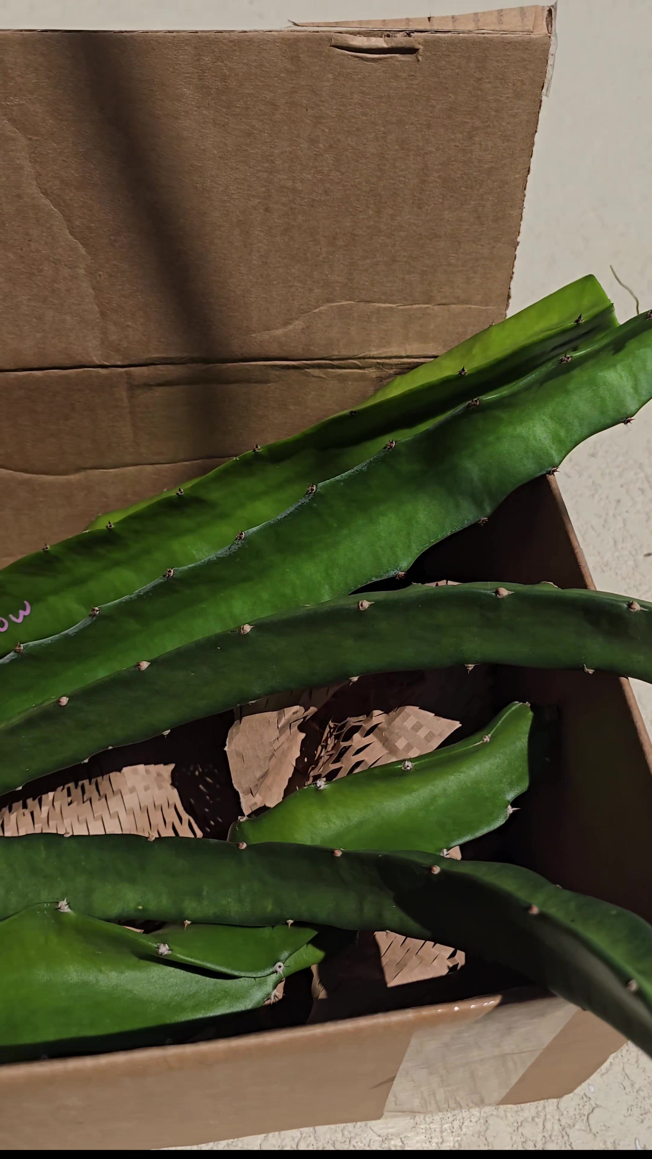 @Space Coast Dragon Fruit