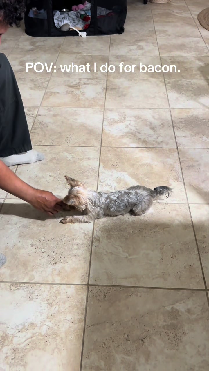 @Penny the Yorkie