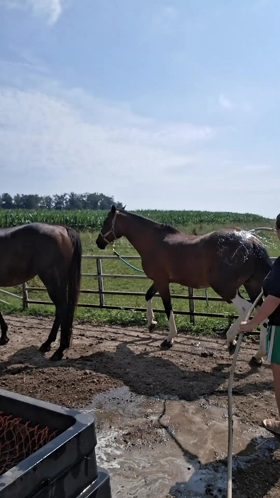 @Taylor | Sah{farm}m
