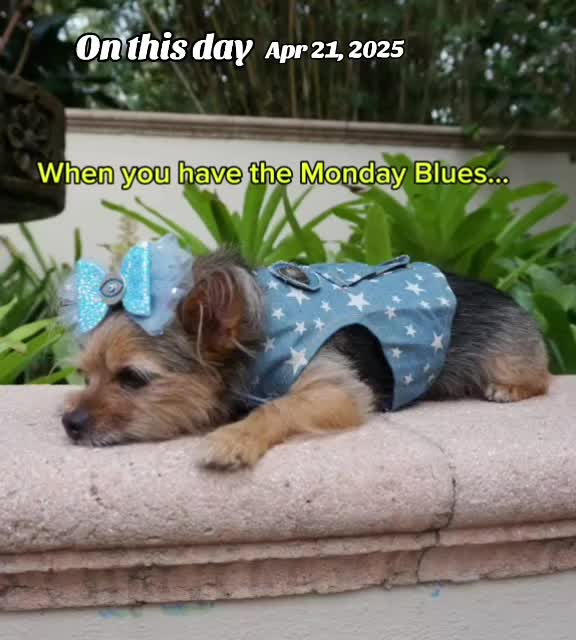 @Miley Jo the Chorkie