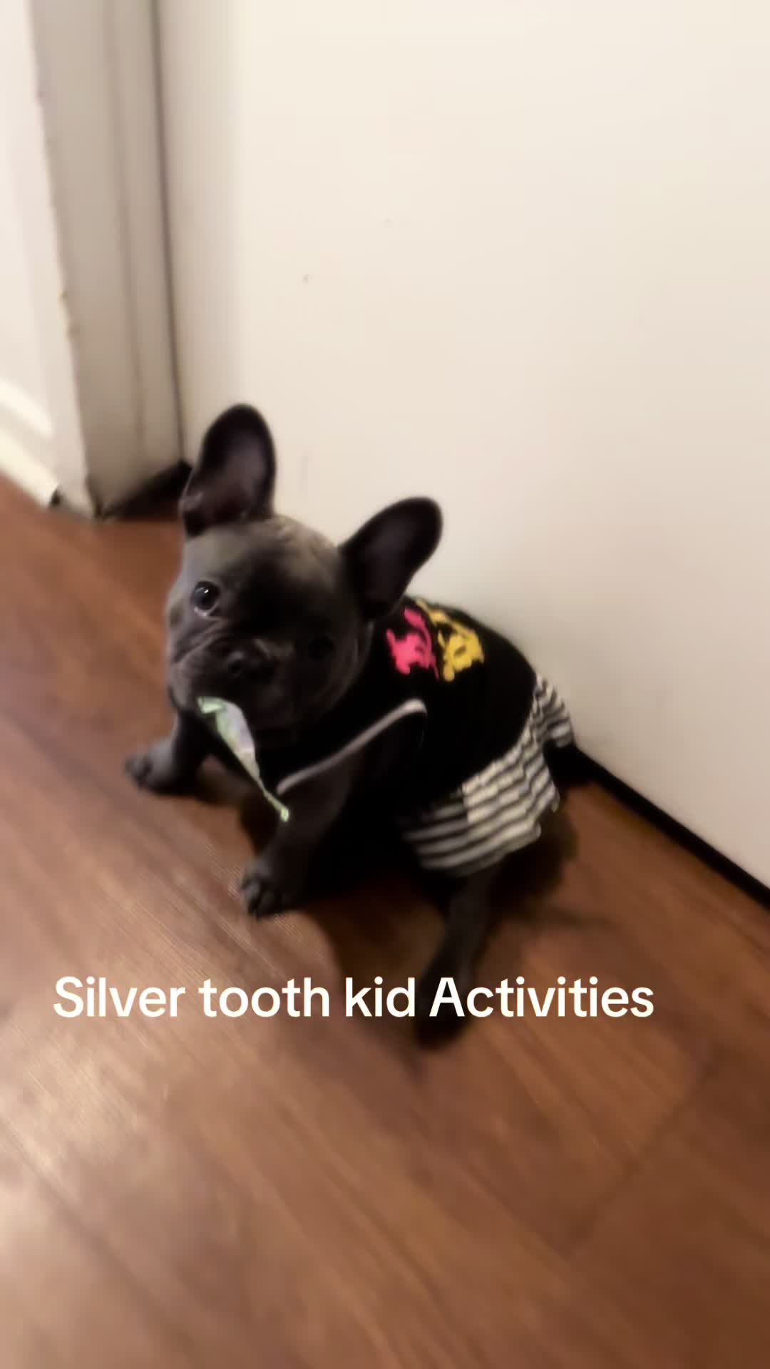 @Zoe Love The Frenchie