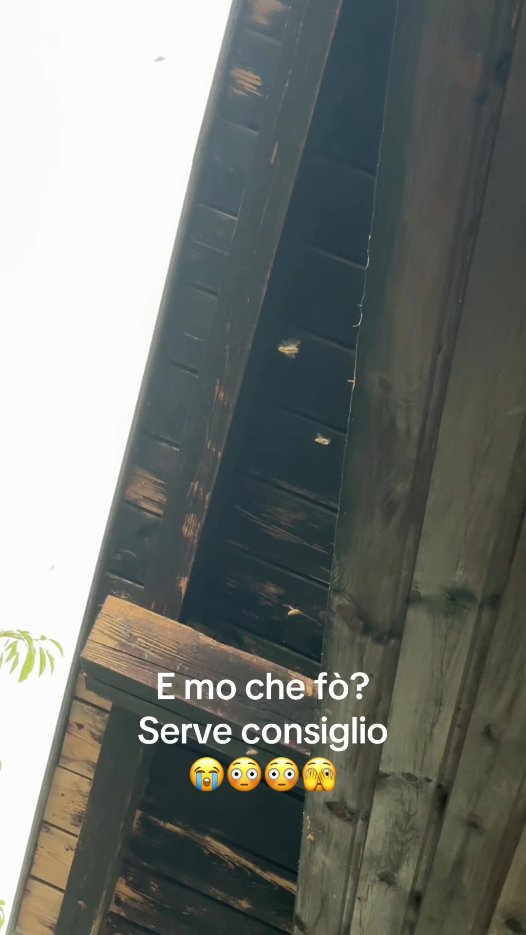 @Masi Claudia