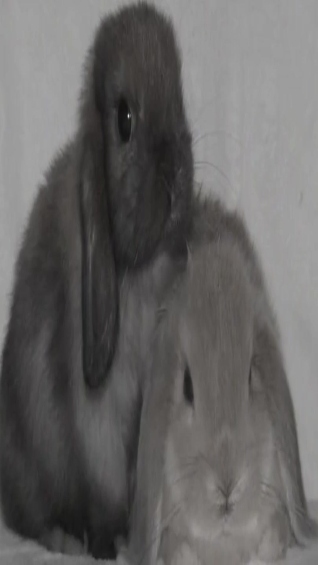 @ִֶָ. ..𓂃 ࣪ ִֶָ🦇་༘࿐