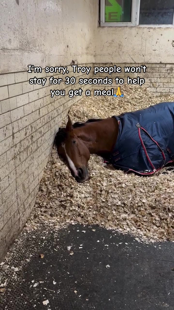 @maverickhorserescueorg