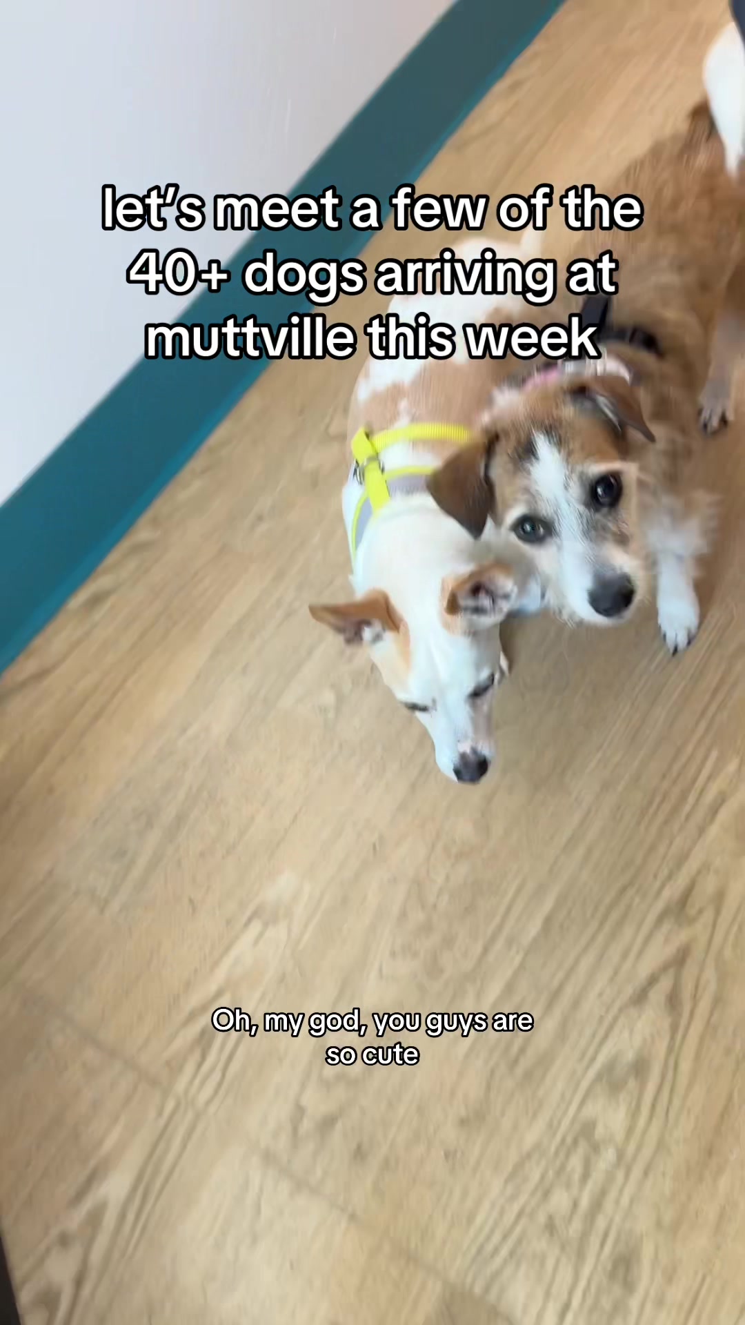 @Lisa fosters senior dogs 🐶
