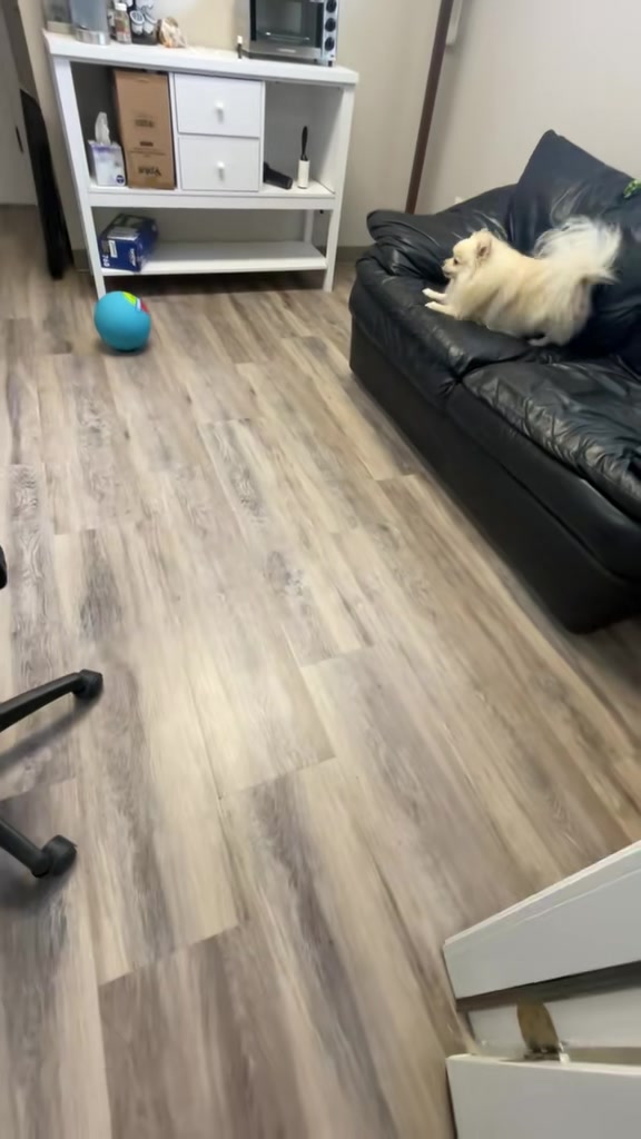 @beingmilothepom