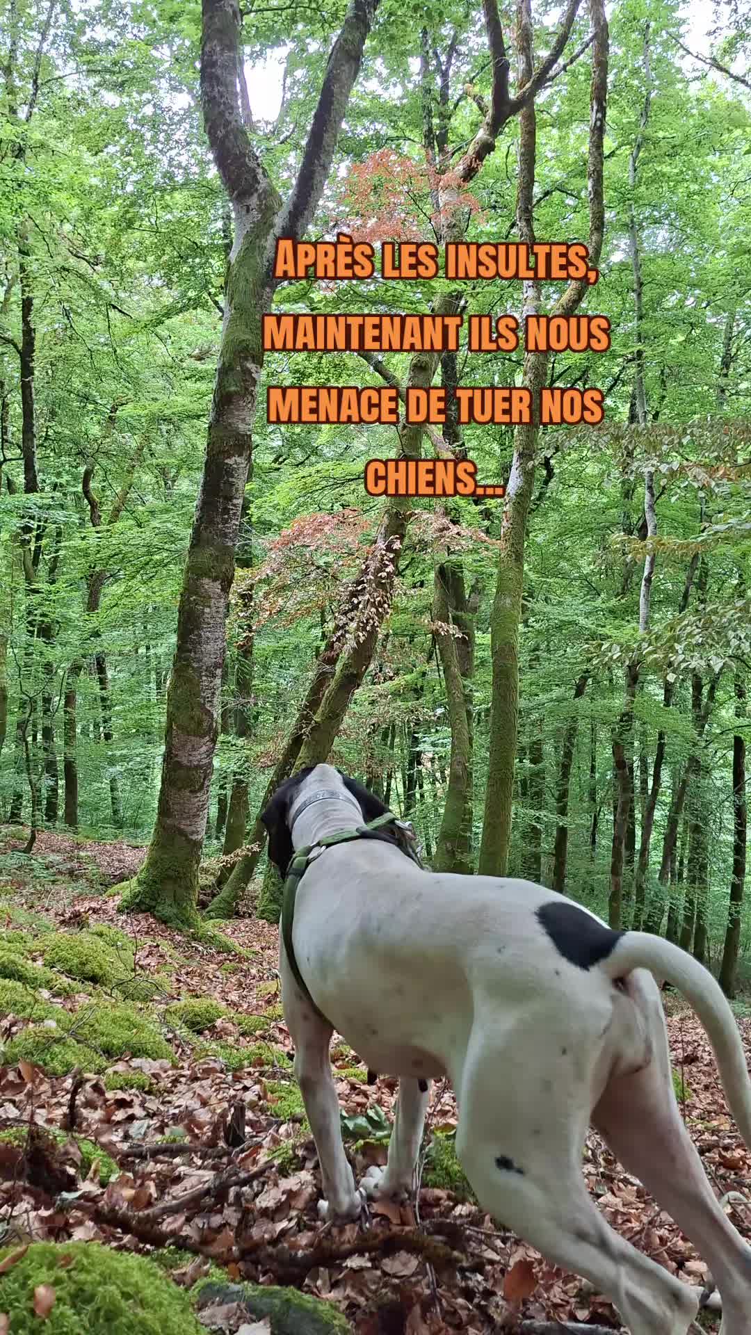 @Passion_du_gascon_15
