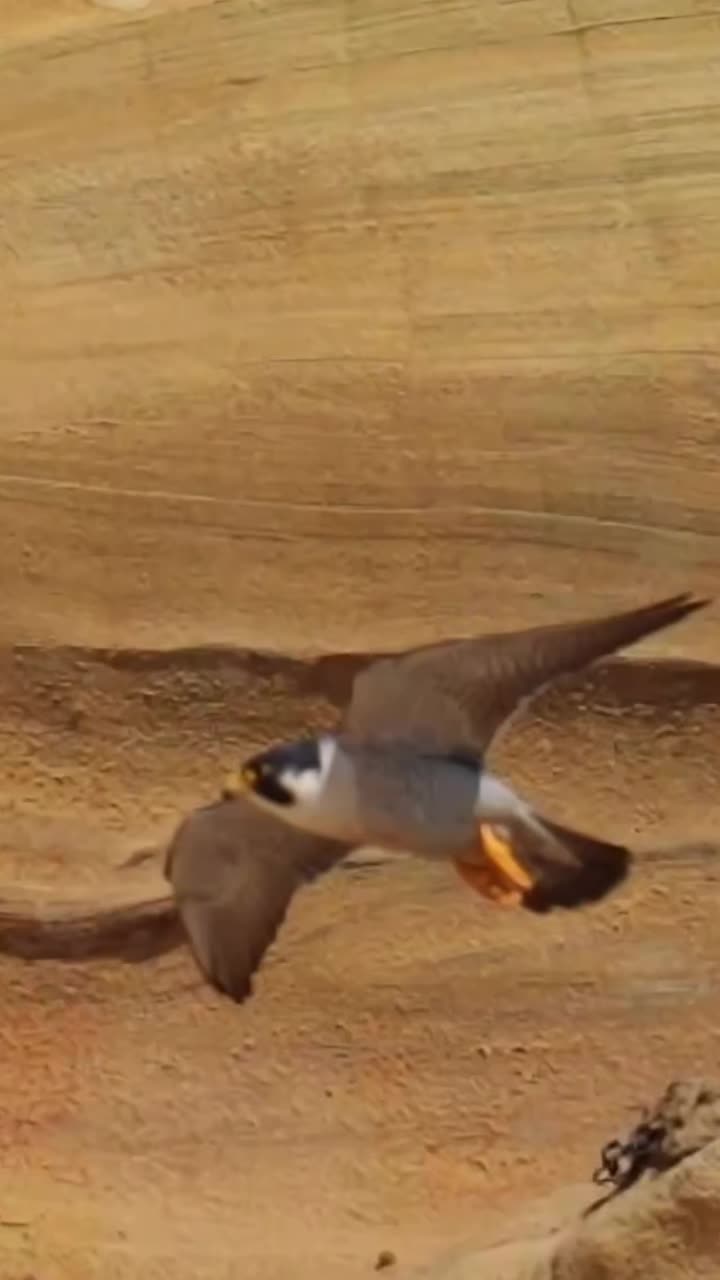 @🦅ZA_KO🦅