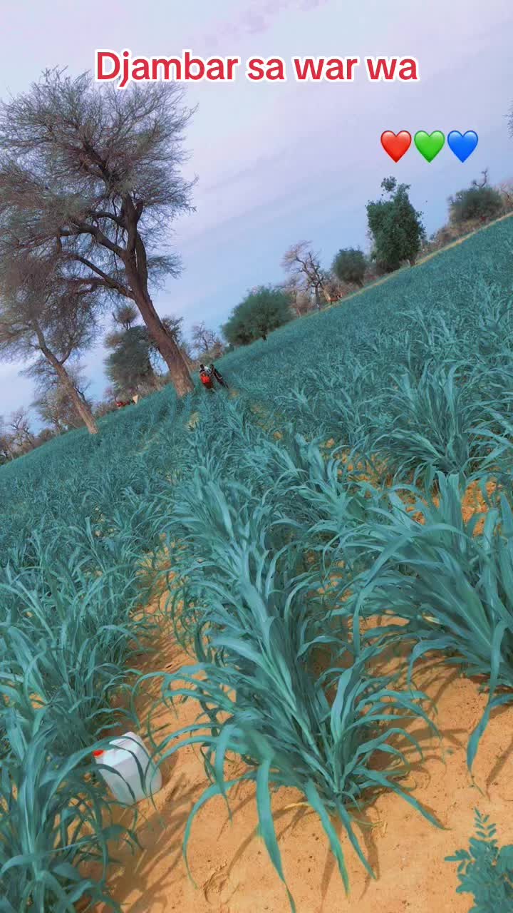 @Djib bou NIAGASSE 221🇸🇳