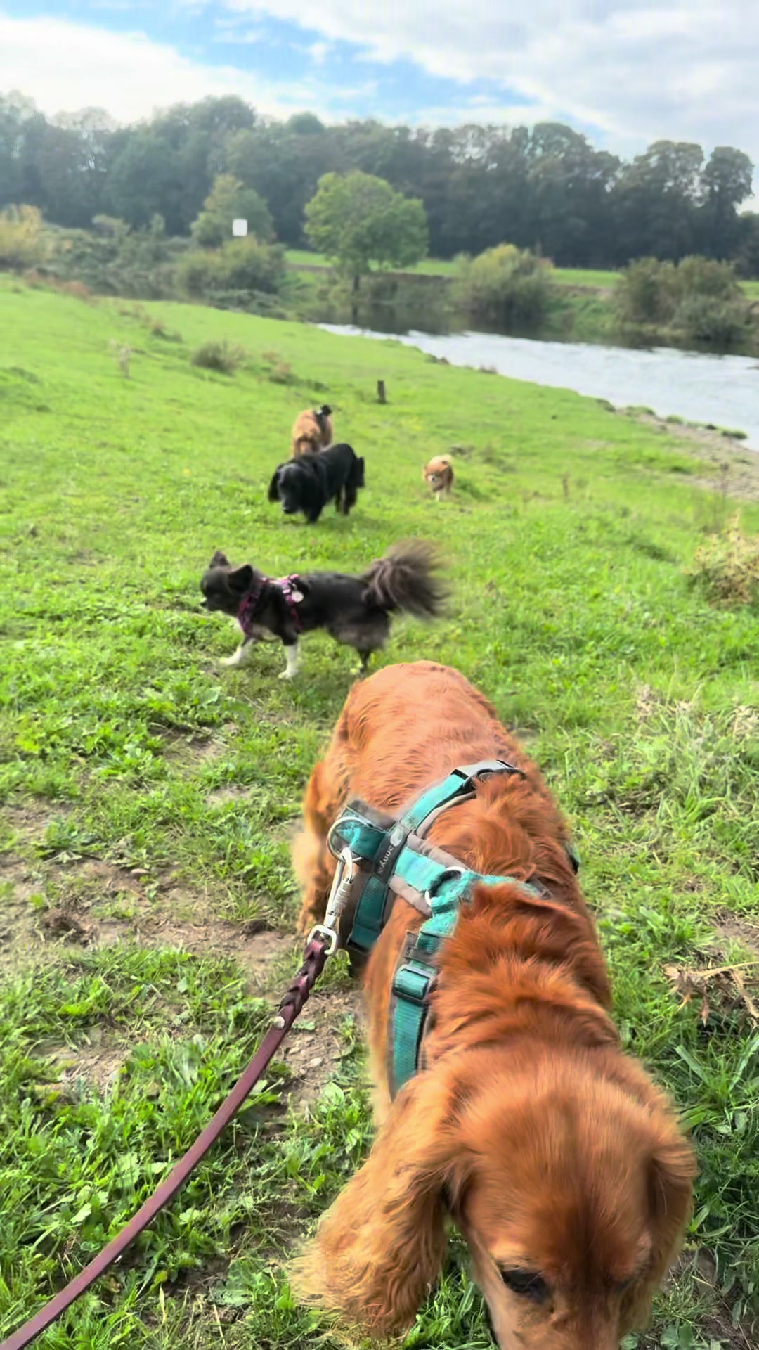 @DogWalk78