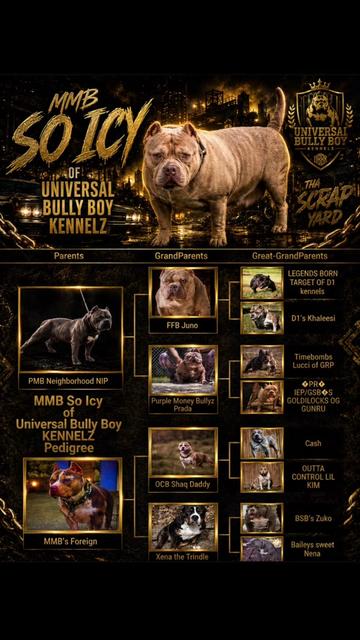 @BULLY BOY FAMILY PRODUCTIONS
