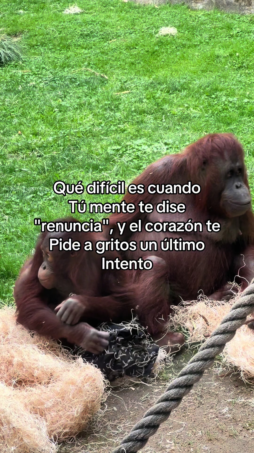 @⚜️🍓✨🪗pablocarbajal63✨👽🪗
