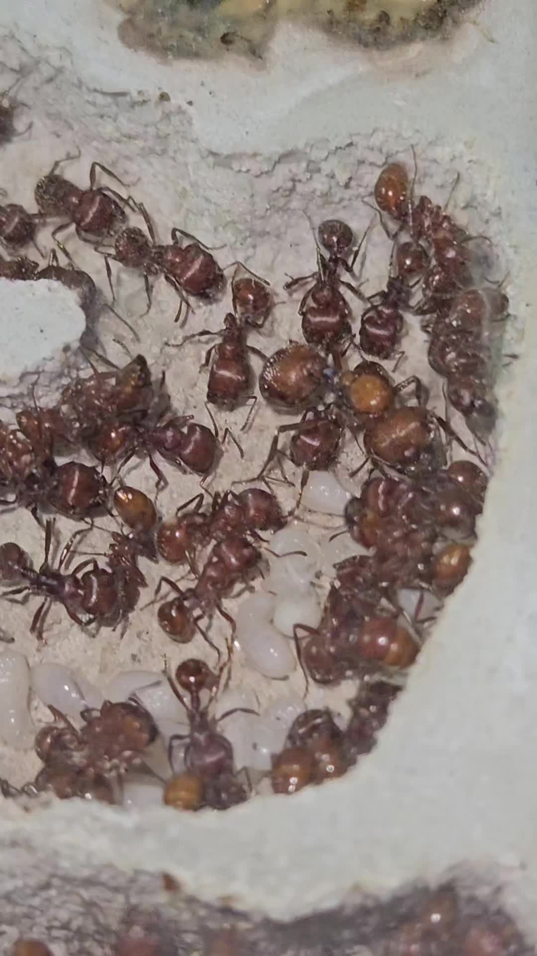 @Aaron's Ants