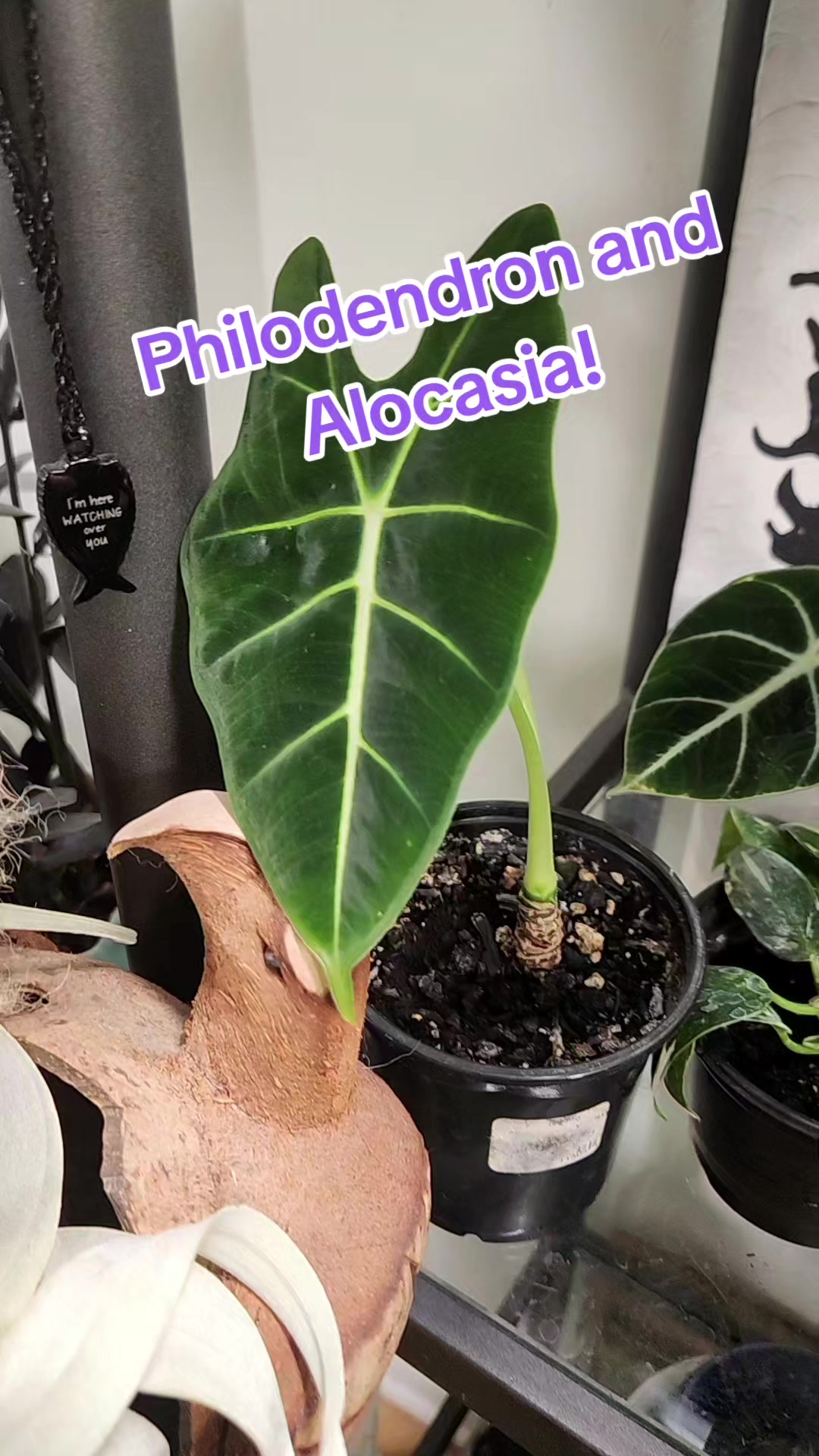 @Plants&Parks