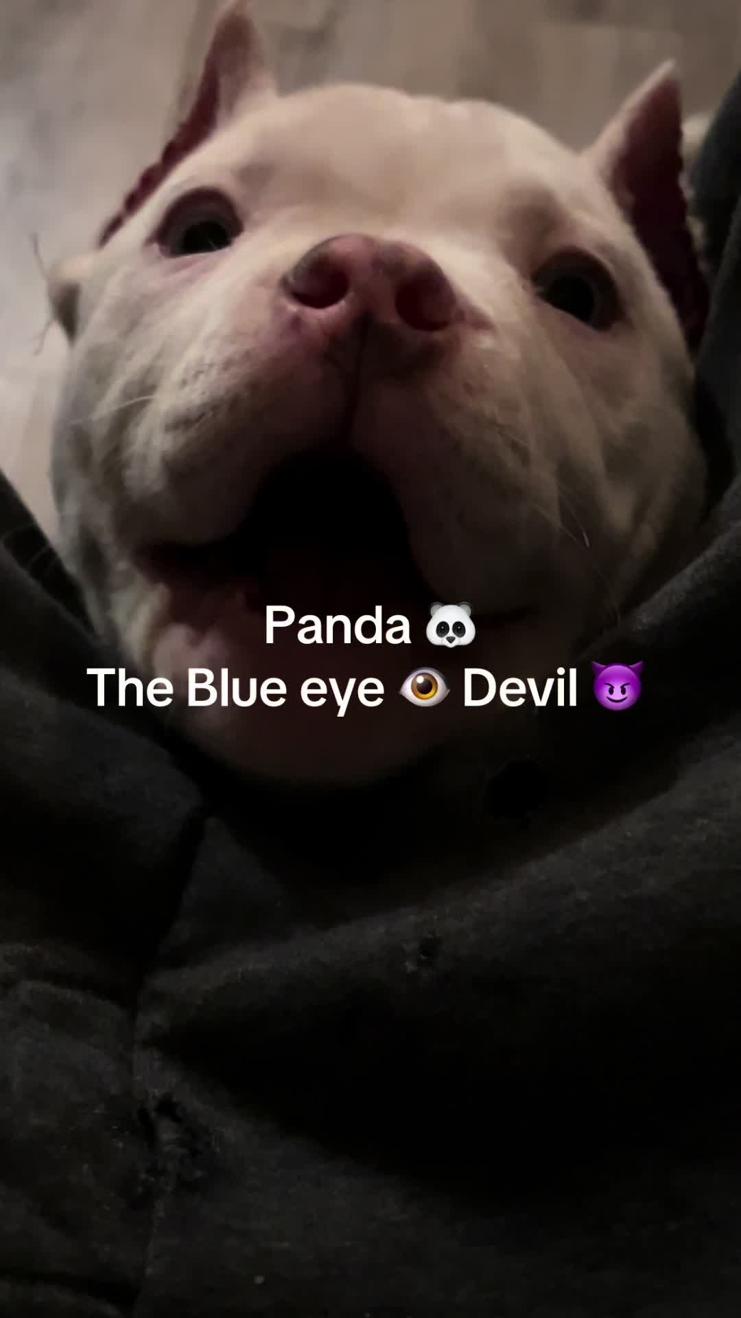 @kingsbullys