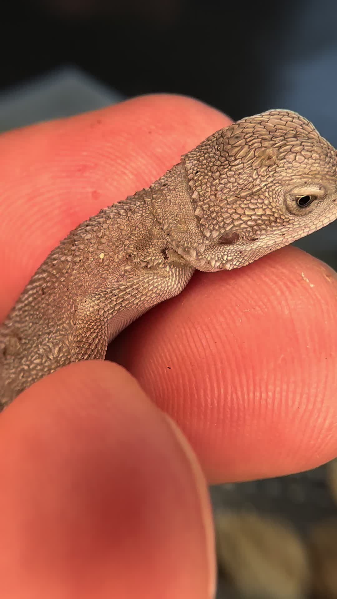 @reptile_garage