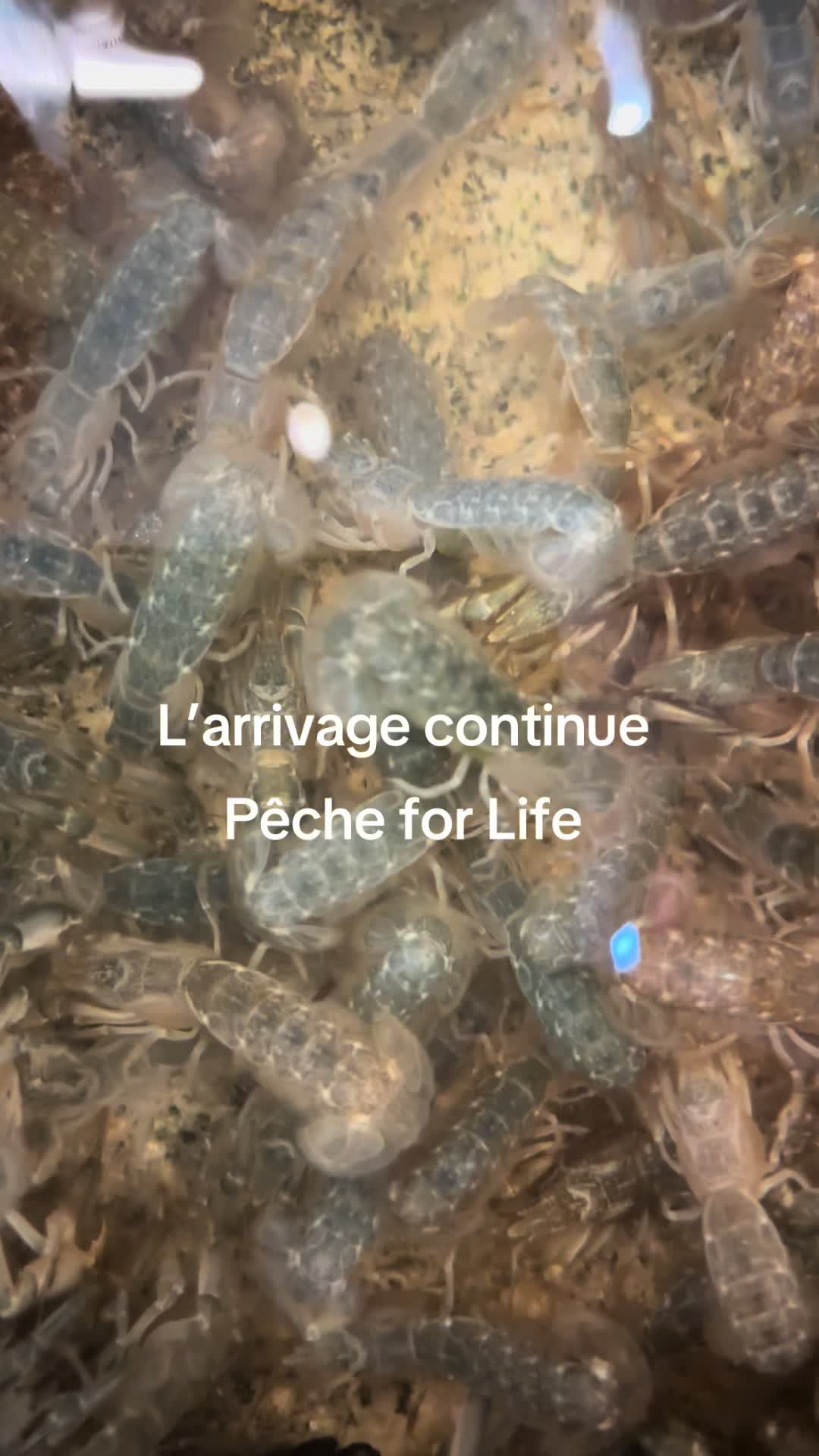 @P&ecirc;che for Life