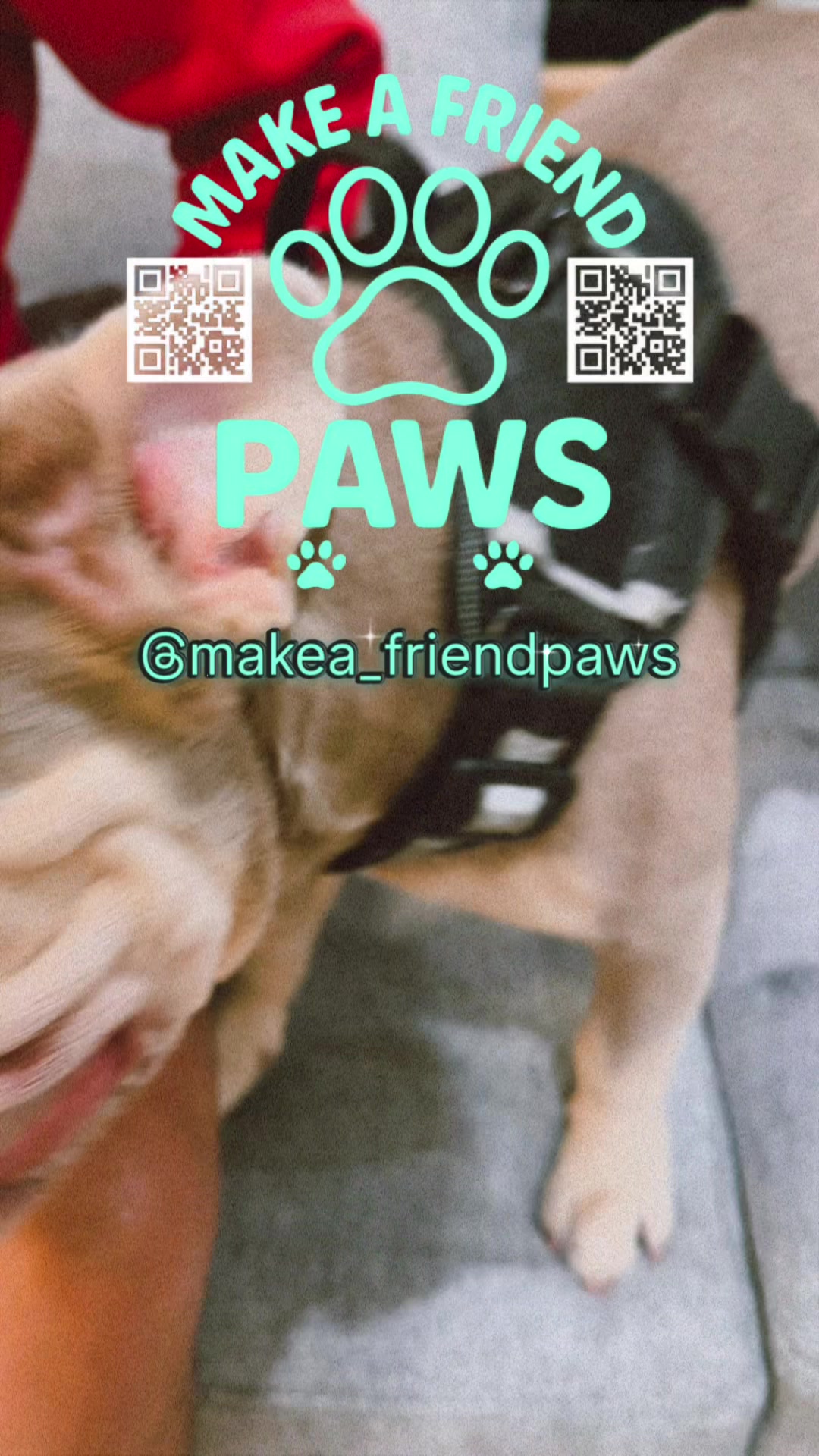 @MAKE A FRIEND PAWS 🐾