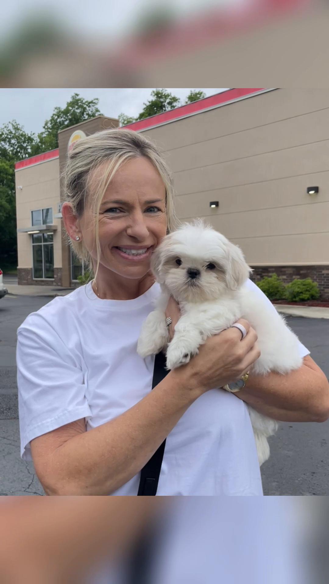 @Twilight Shih Tzu