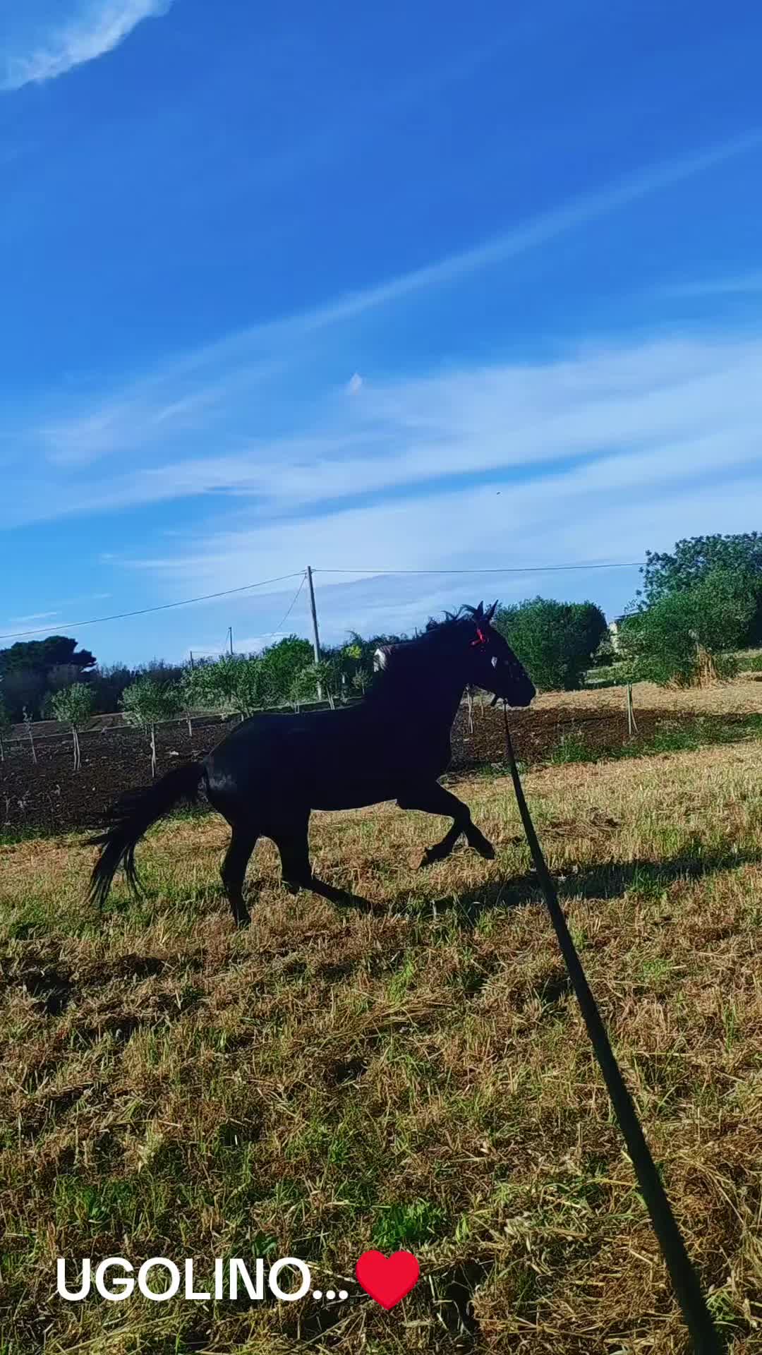 @salvatore cavallo