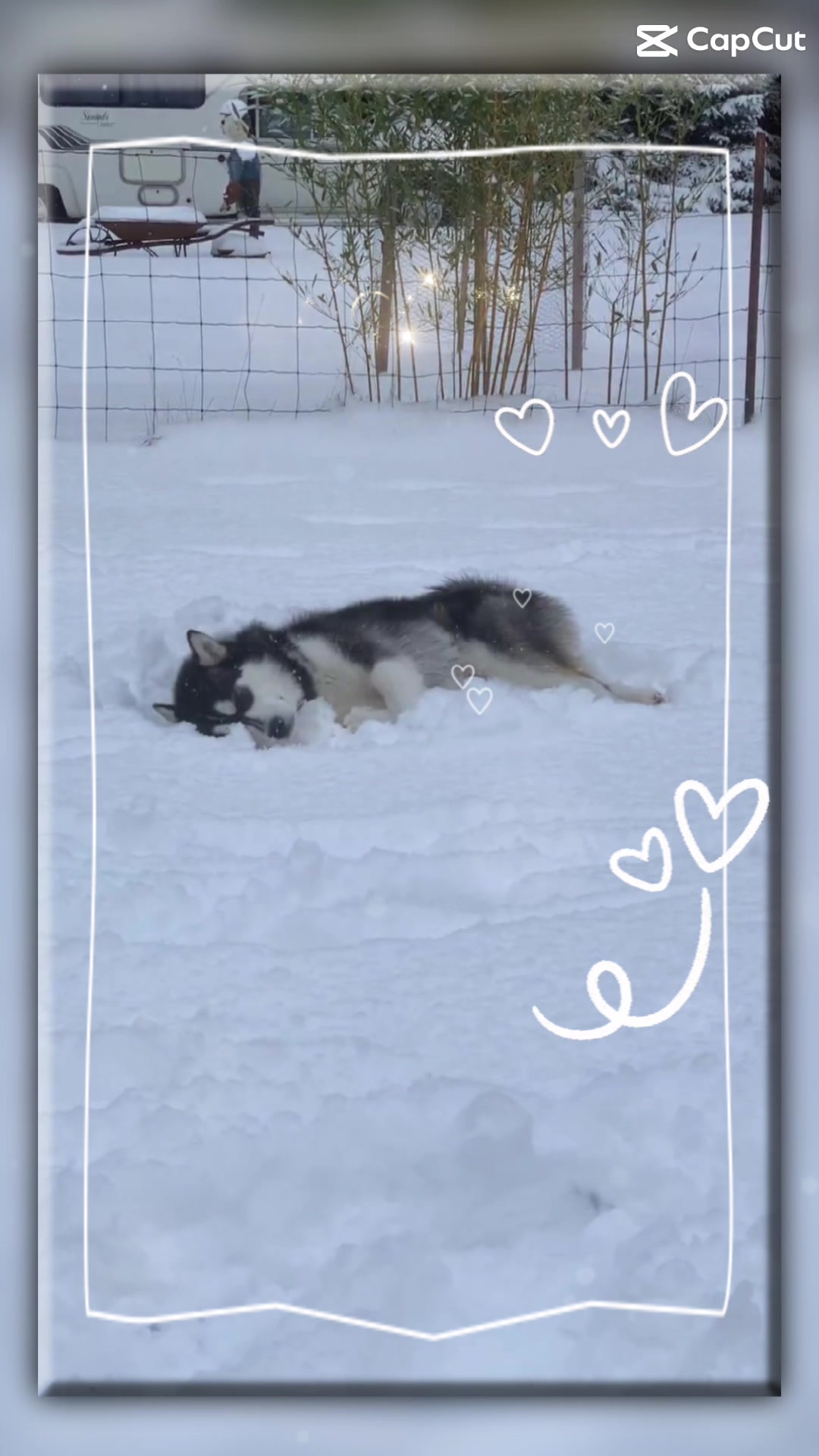 @❤️Hiccup, Roxy & Kona❤️