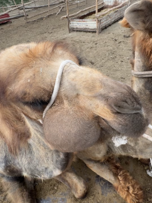 @Gislason Camel